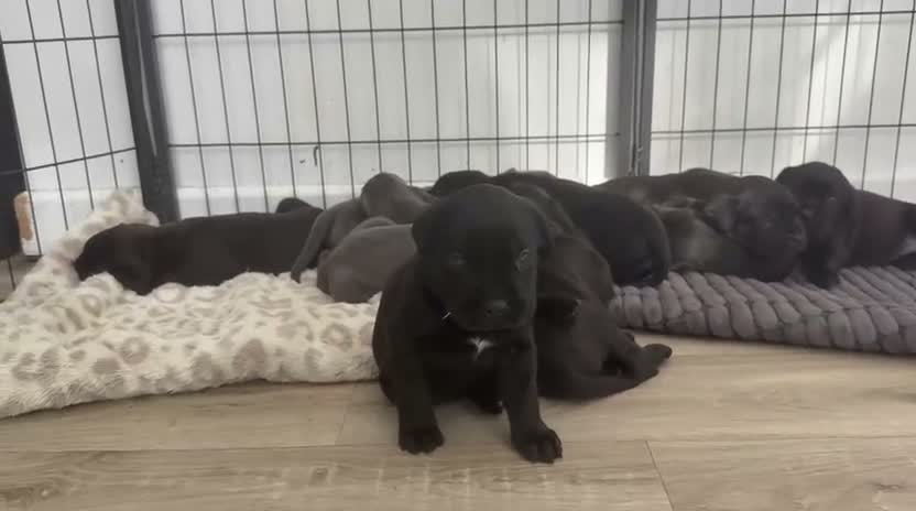 Cane Corso dogs for sale: Beautiful pure cane corso pups  - Video 1