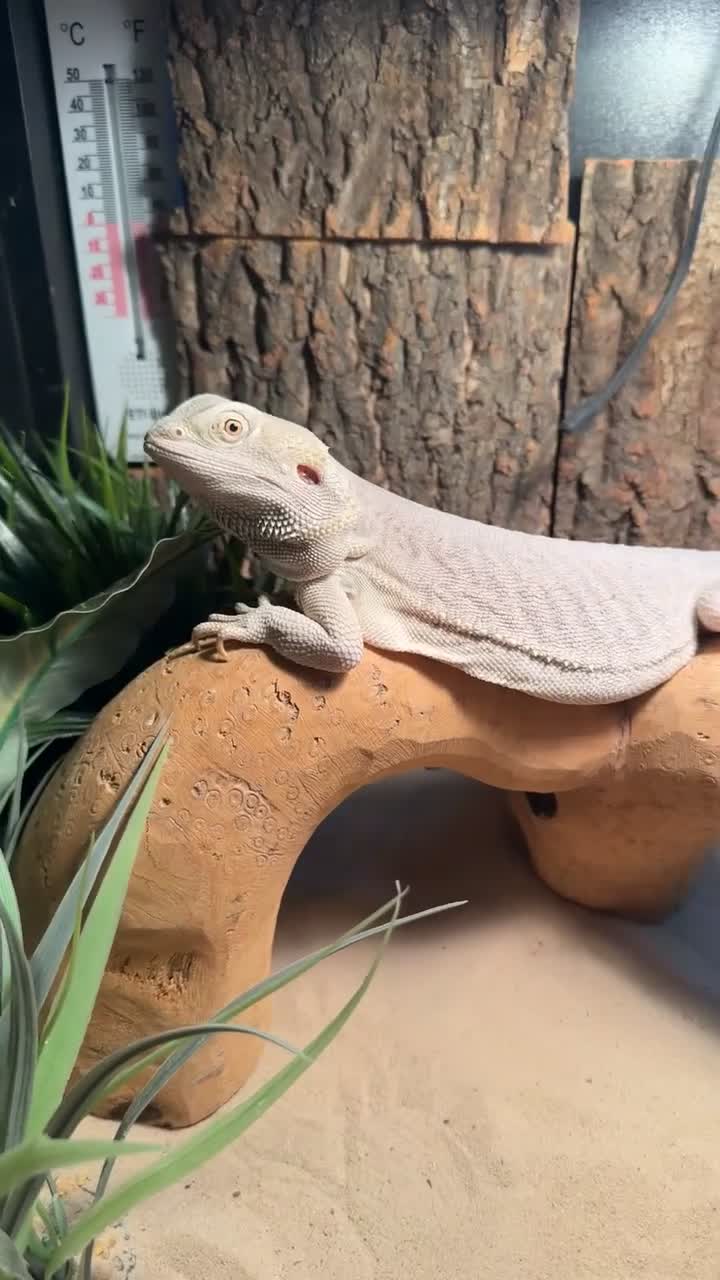 Bearded Dragon reptiles for sale: white zero beardie female - Video 2