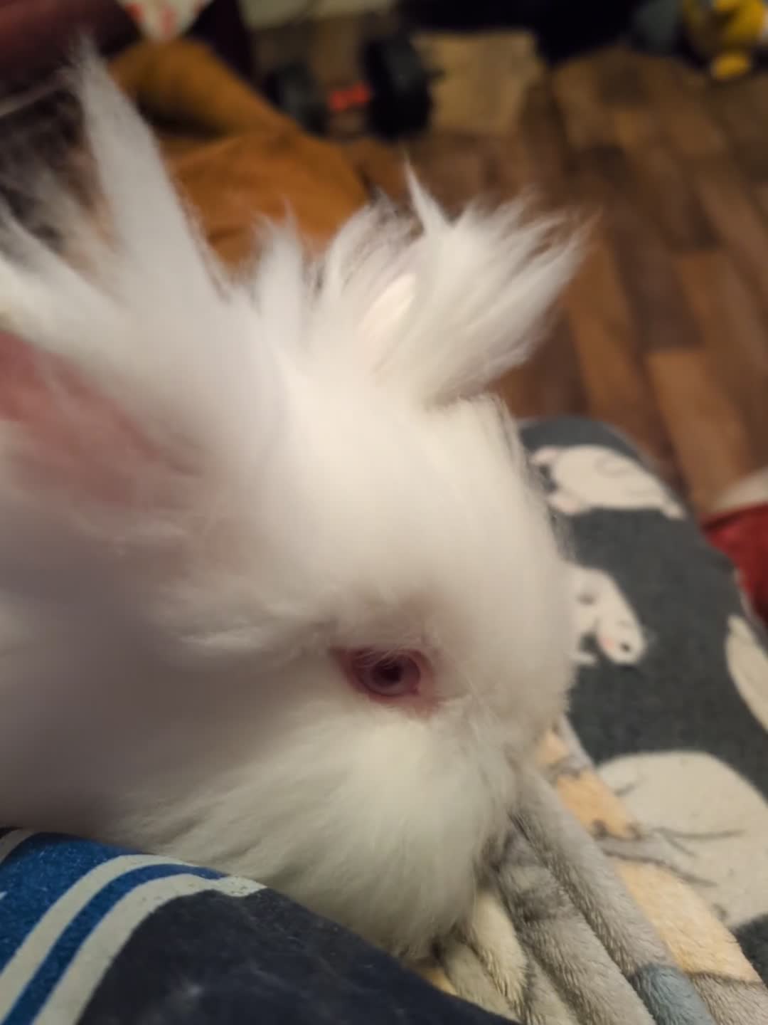 Lionhead rabbits for sale: Lion head and mini lop pair - Video 2