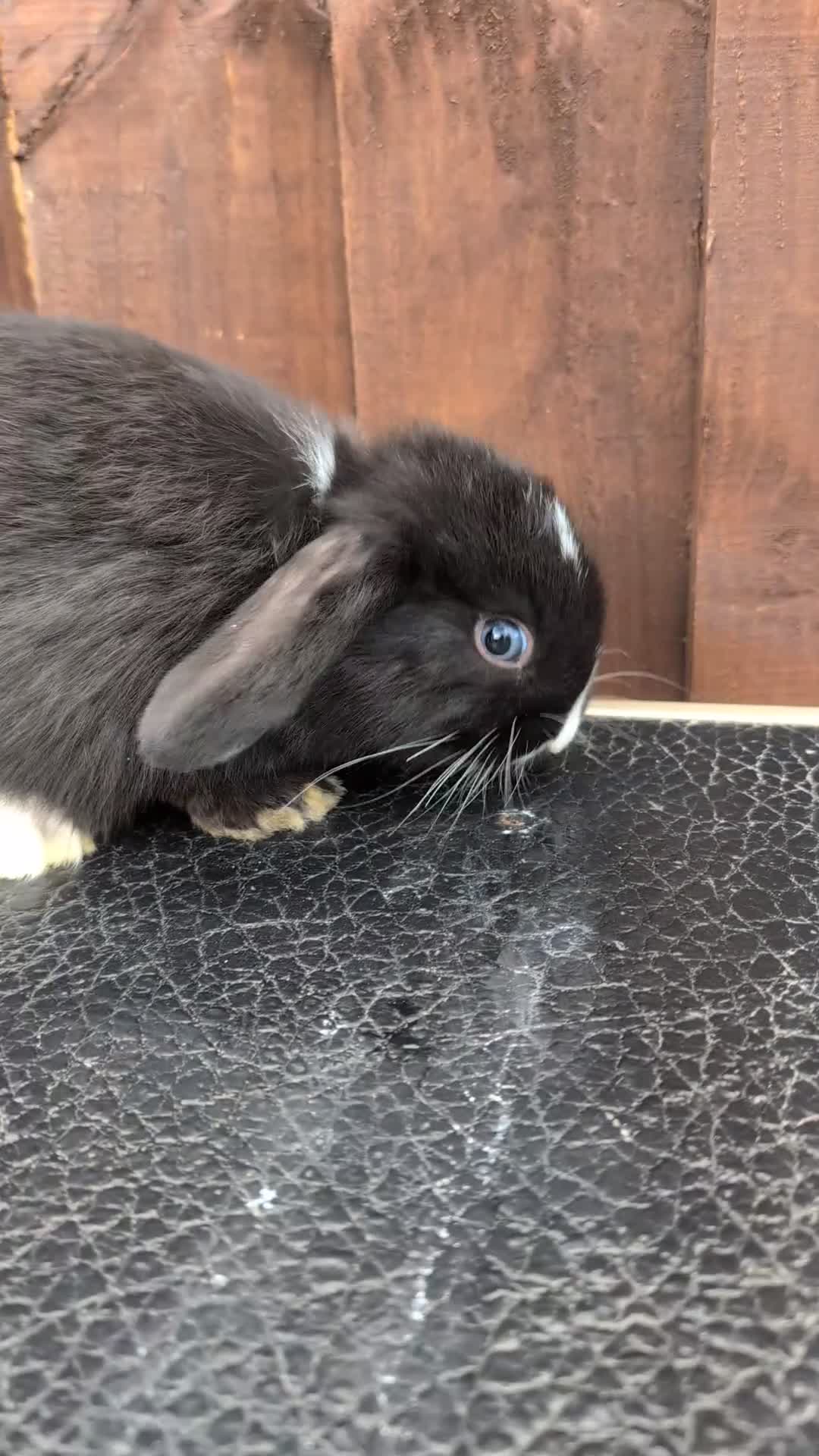 Mini Lop rabbits for sale: ❤️mini lop babies ❤️  - Video 1