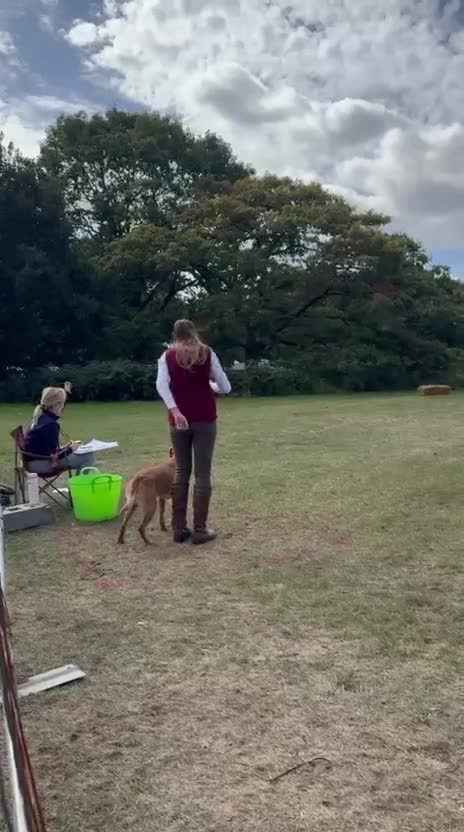 Labrador Retriever dogs for stud: Working Fox Red Labrador Retriever for stud   in Newark - Video 4