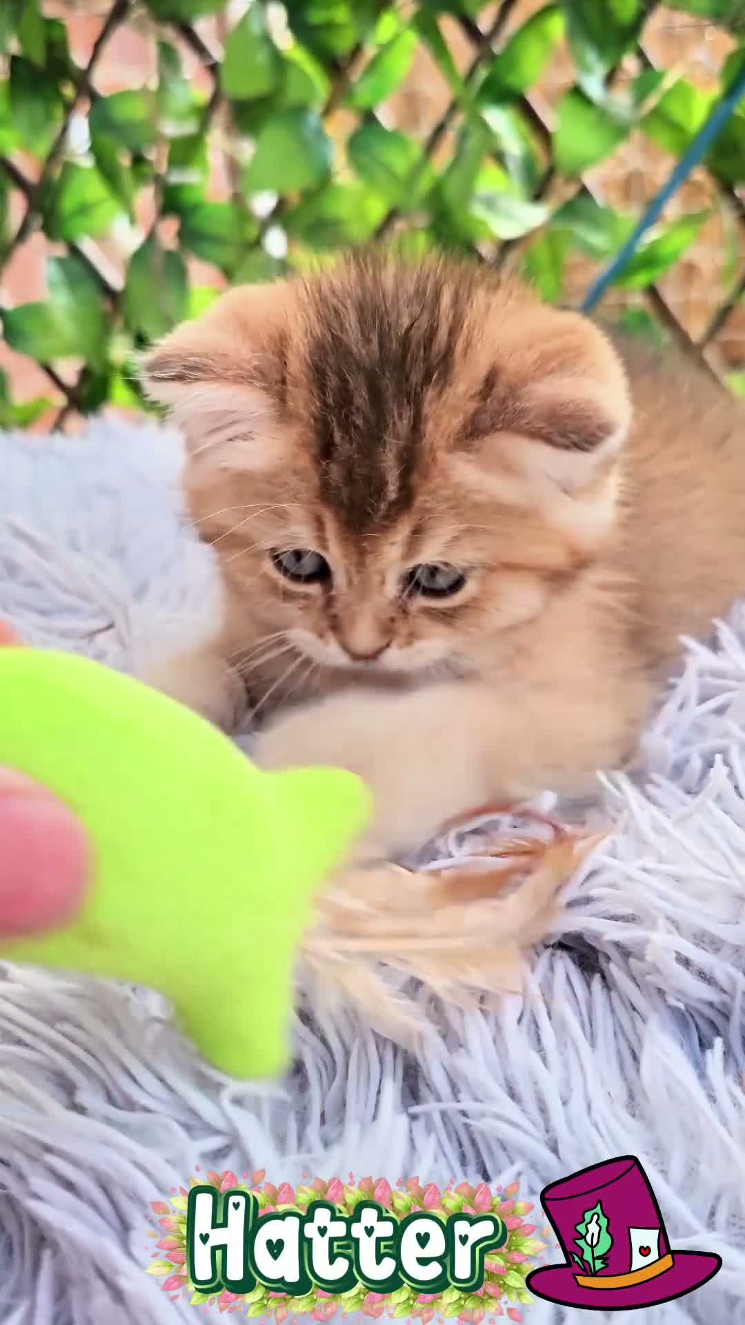 British Shorthair cats for sale: ✨️🧸 Stunning Babies 🧸✨️ - Video 3