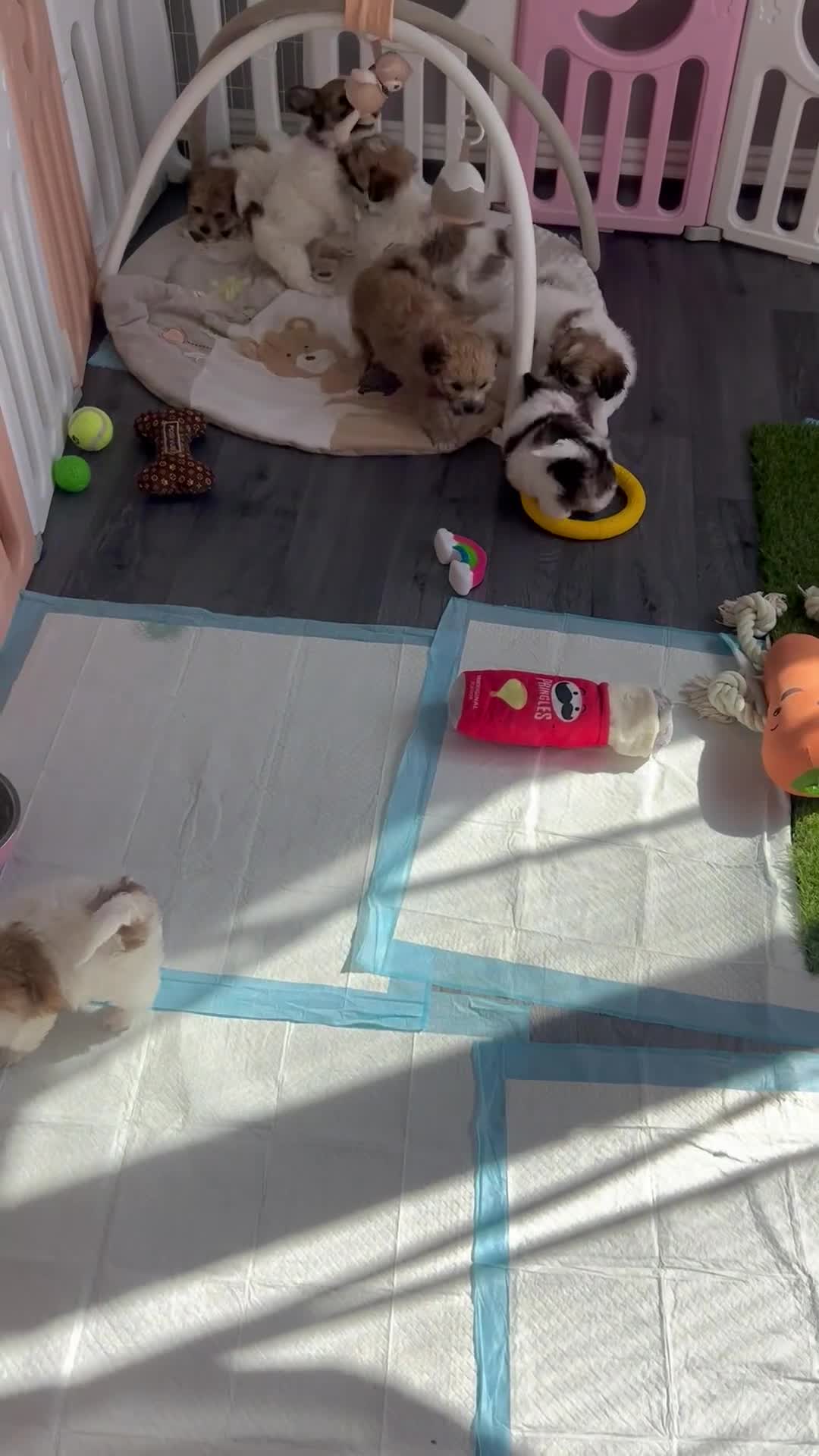 Mixed Breed dogs for sale: La Chon Puppies!  - Video 1