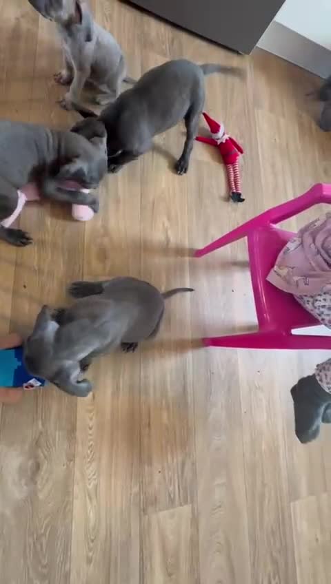 Cane Corso dogs for sale: Purebred Cane Corso Puppies - Video 1