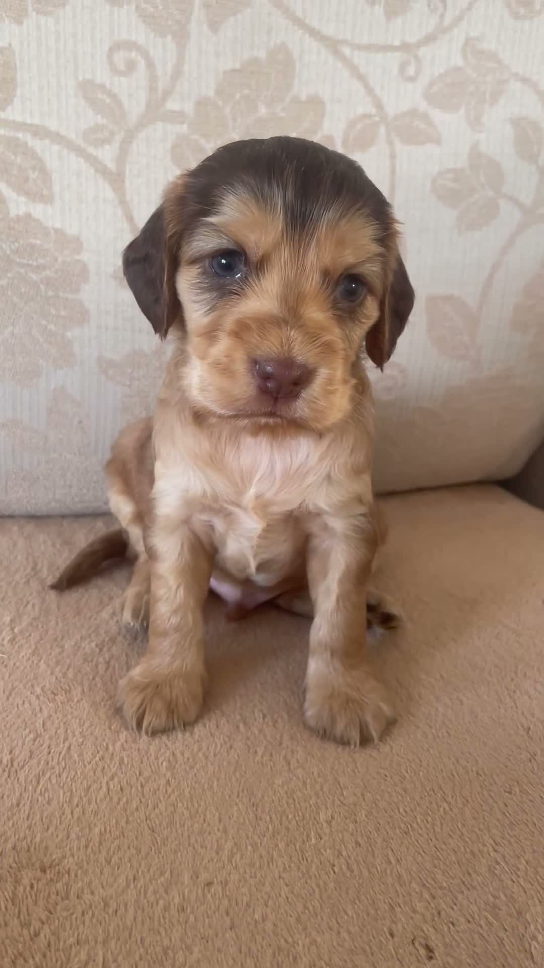Cocker Spaniel dogs for sale: KC SHOWCOCKER SPANIELS - Video 2