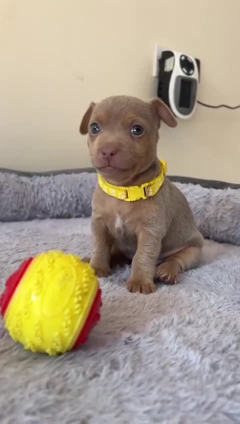 Jack Russell dogs for sale: Jack Russell puppies. - Video 1