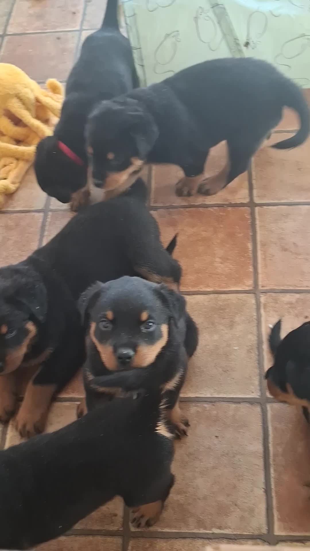 Rottweiler dogs for sale: Rottweiler puppies  - Video 1