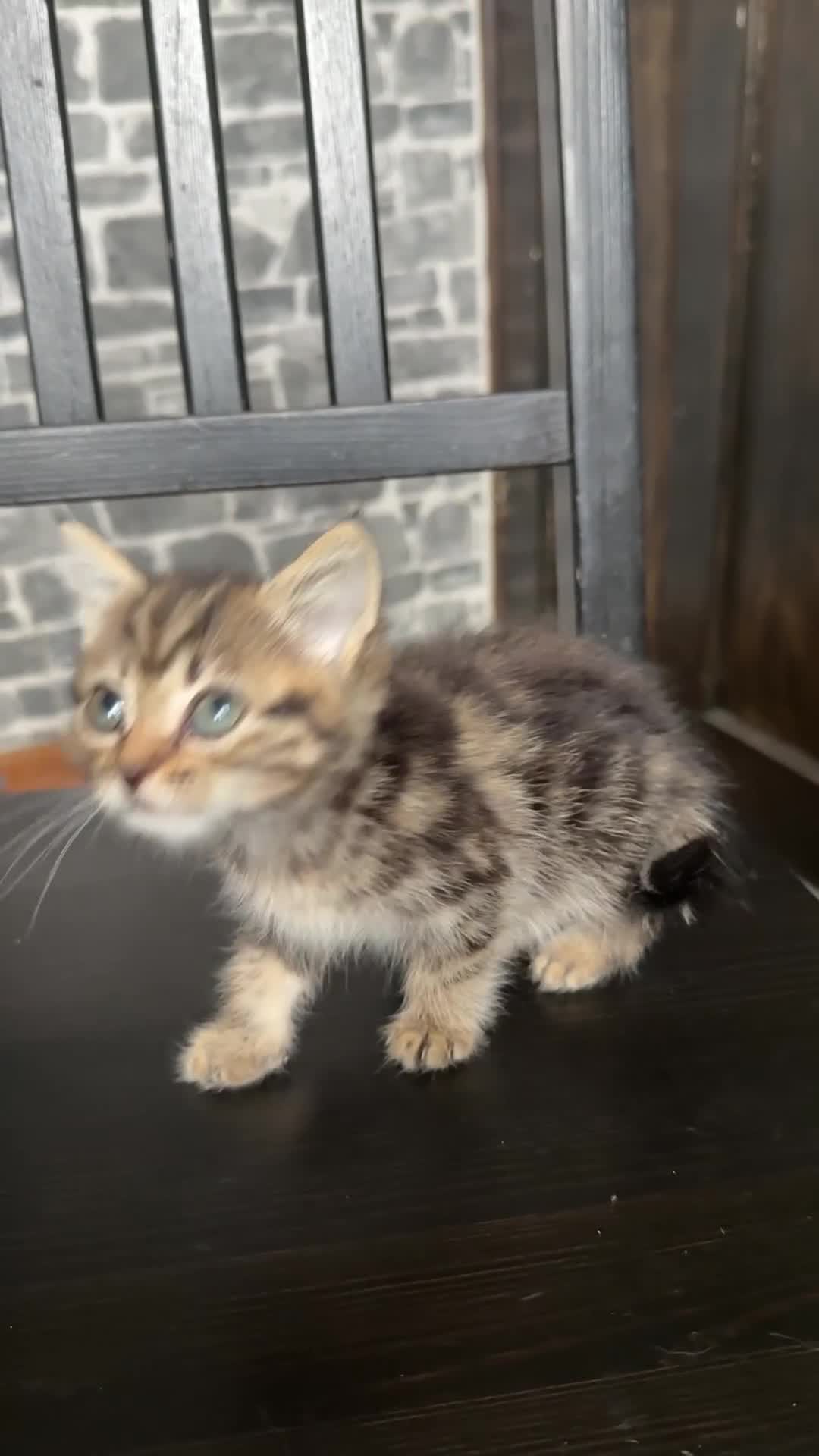 Mixed Breed cats for sale: Adorable girls are ready to meet their people! - Video 2