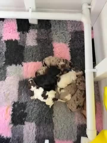Cockapoo dogs for sale: Beautiful F2b Cockapoo Pups 1F roan available - Video 2