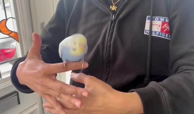 Budgerigars birds for sale: Super hand tamed baby budgies  - Video 1