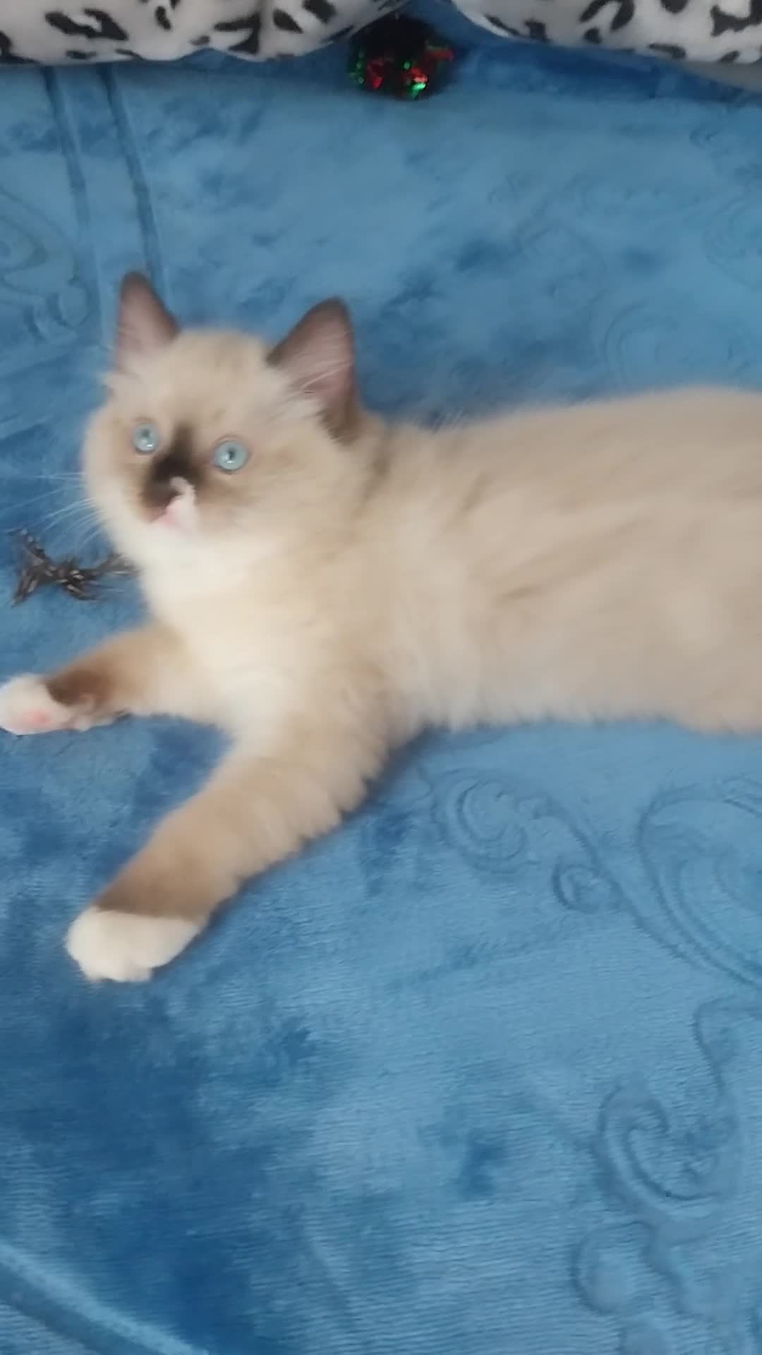 Ragdoll cats for sale: Adorable lovely ragdoll girl. - Video 5