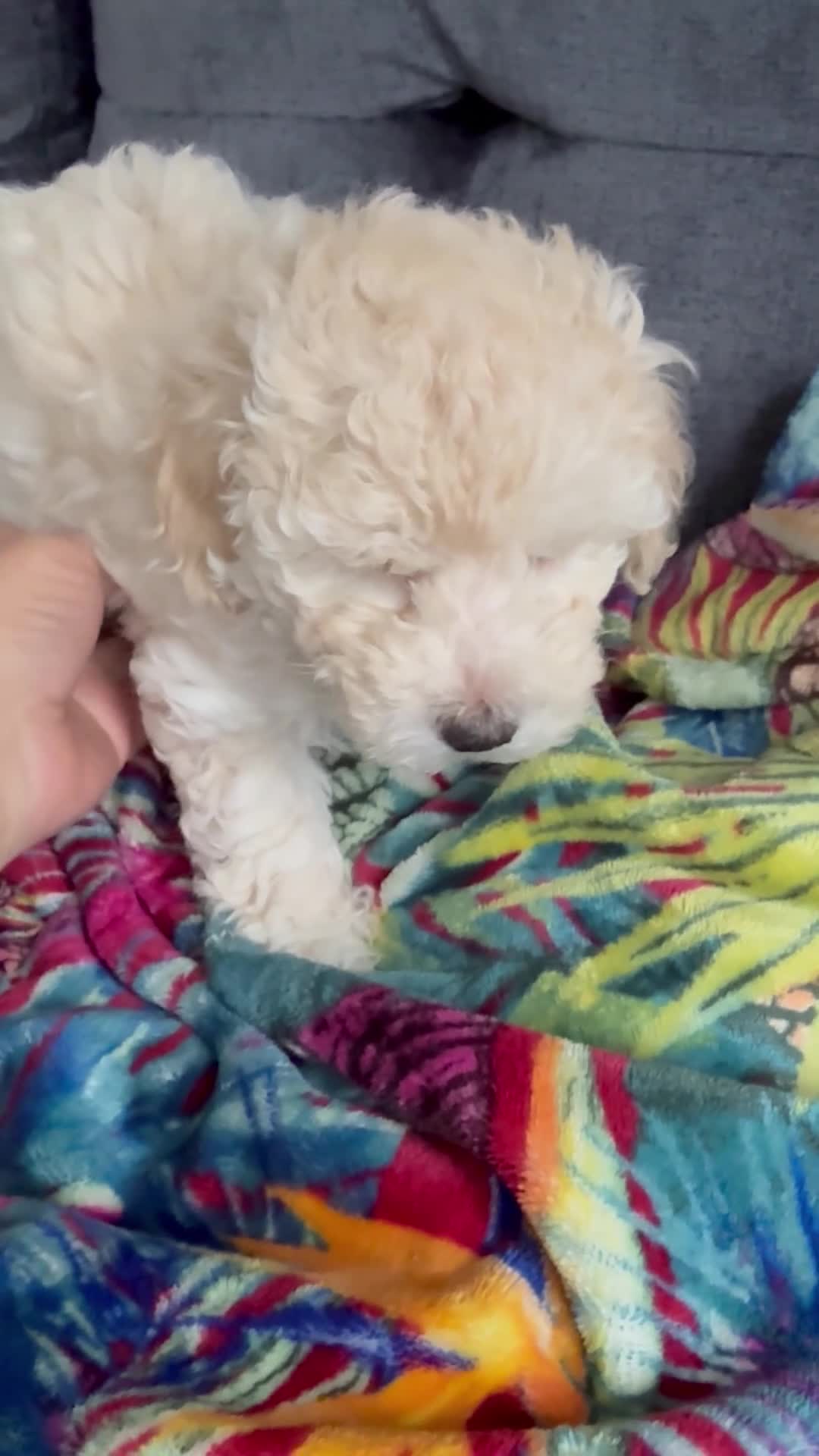 Maltipoo dogs for sale: Ready now - 1 boy left F1B Maltipoo Puppy 💜🐾 - Video 5