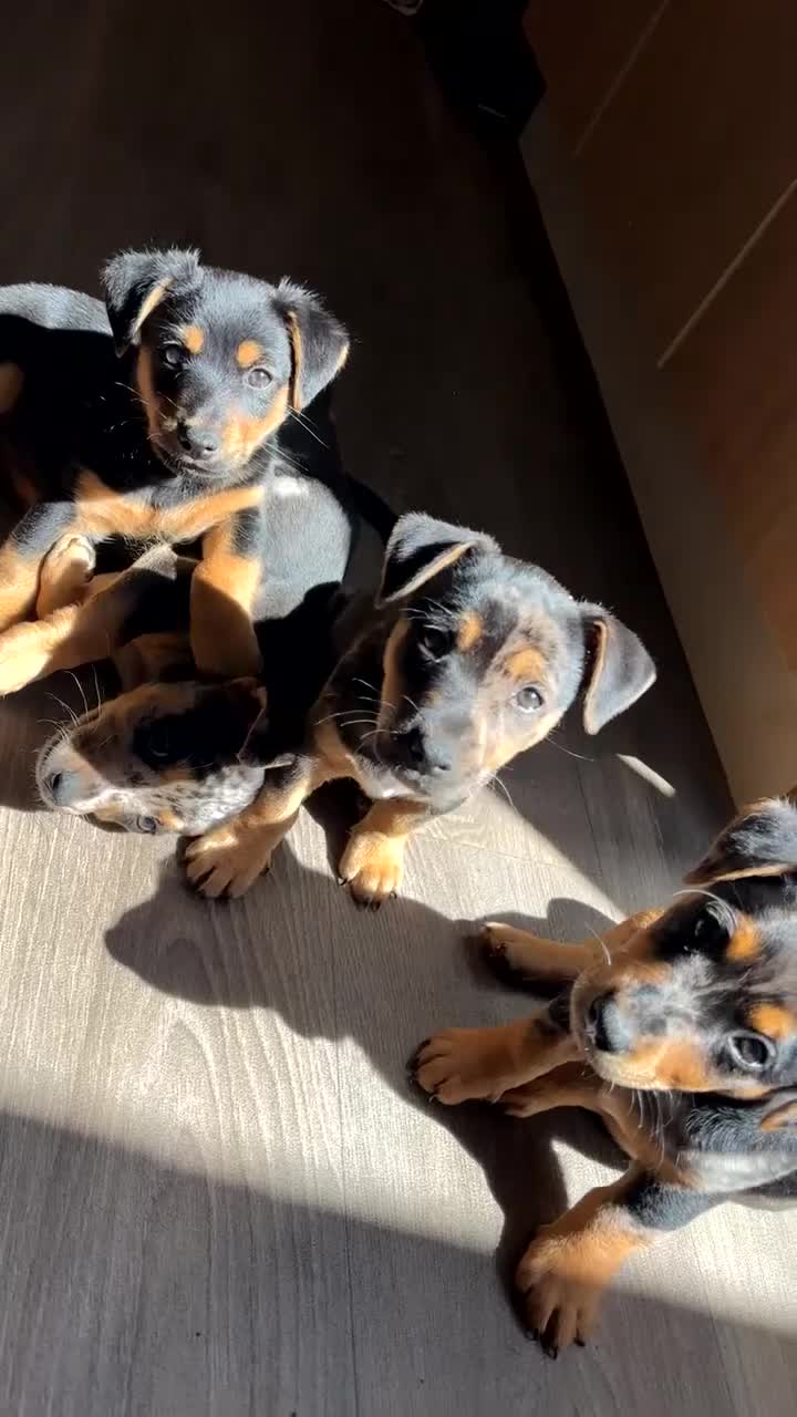 Jack Russell dogs for sale: 🐾1 Merle Jack Russell Girl & 1 black & tan boy  - Video 1