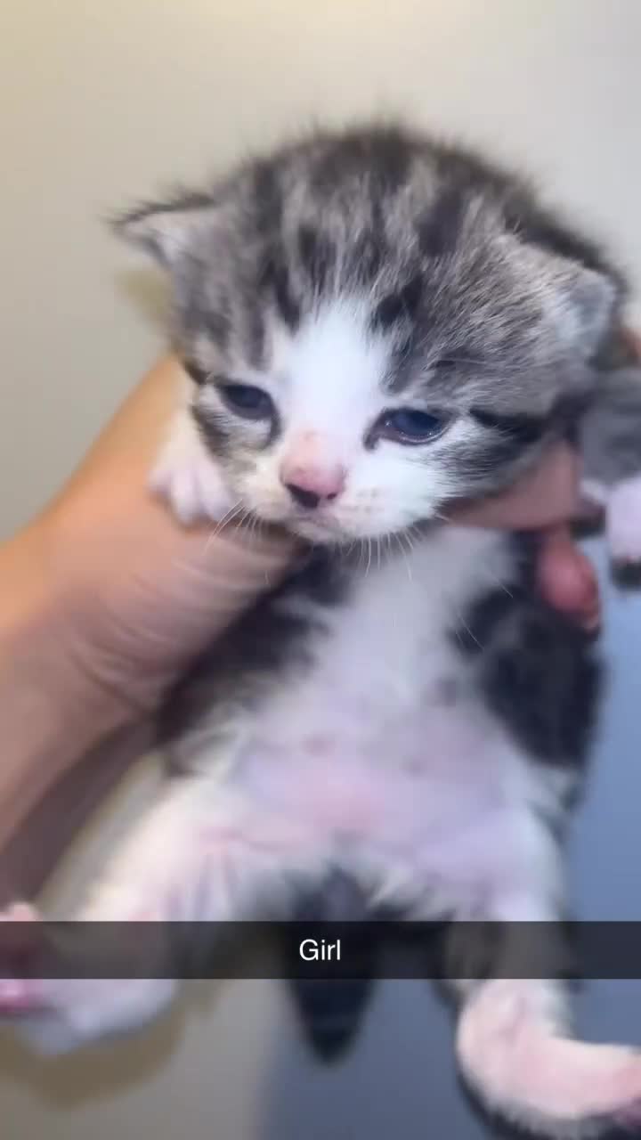 Domestic Shorthair cats for sale: Domestic short hair / long hair  - Video 1