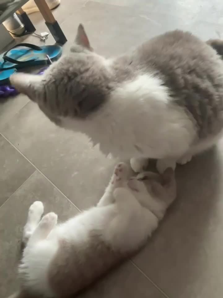 British Shorthair cats for sale: Olny  1 boy left Britishorthairs kitten ready  now - Video 1
