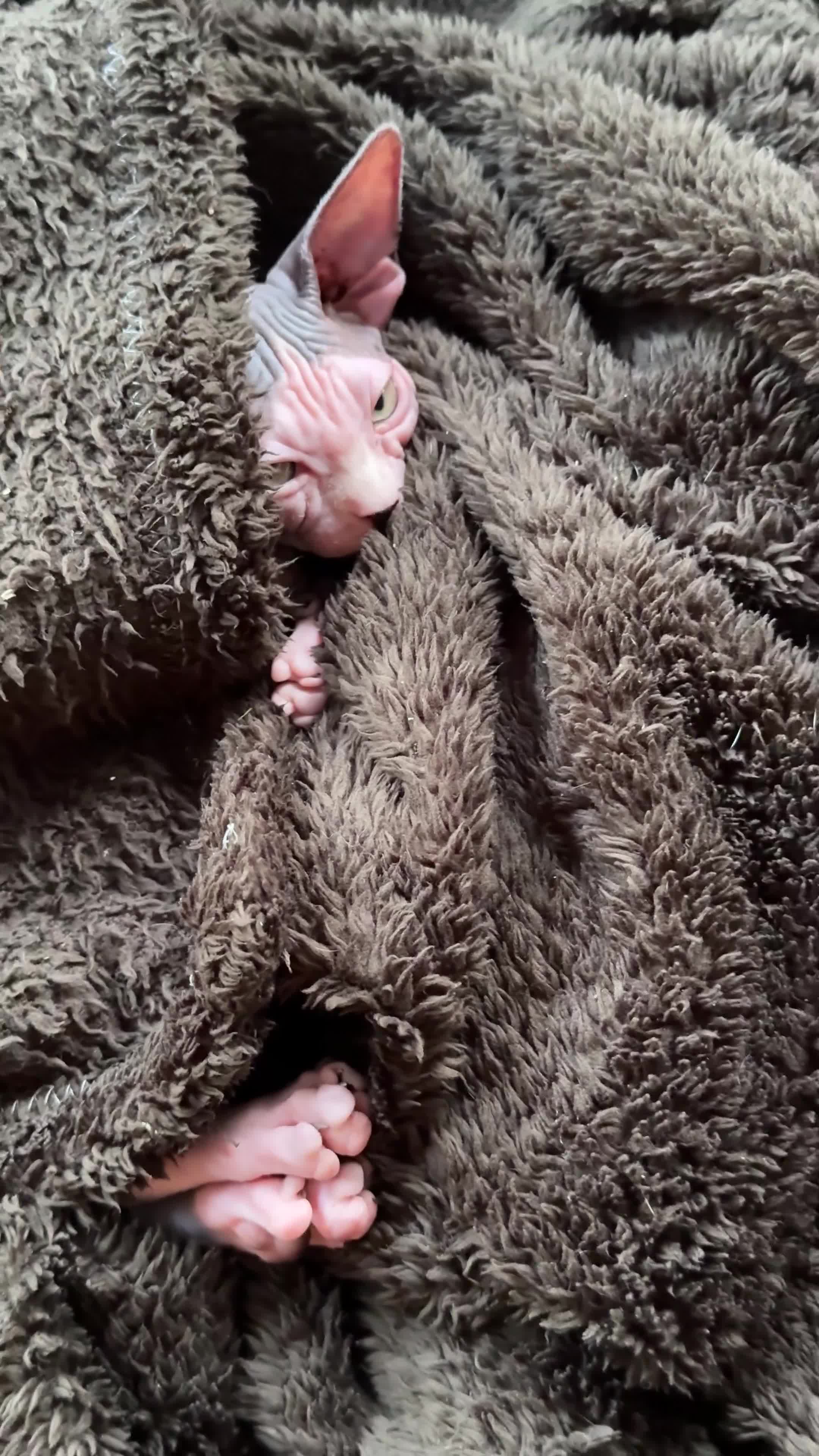 Sphynx cats for sale: Stunning Female Kitten Gabi  - Video 1