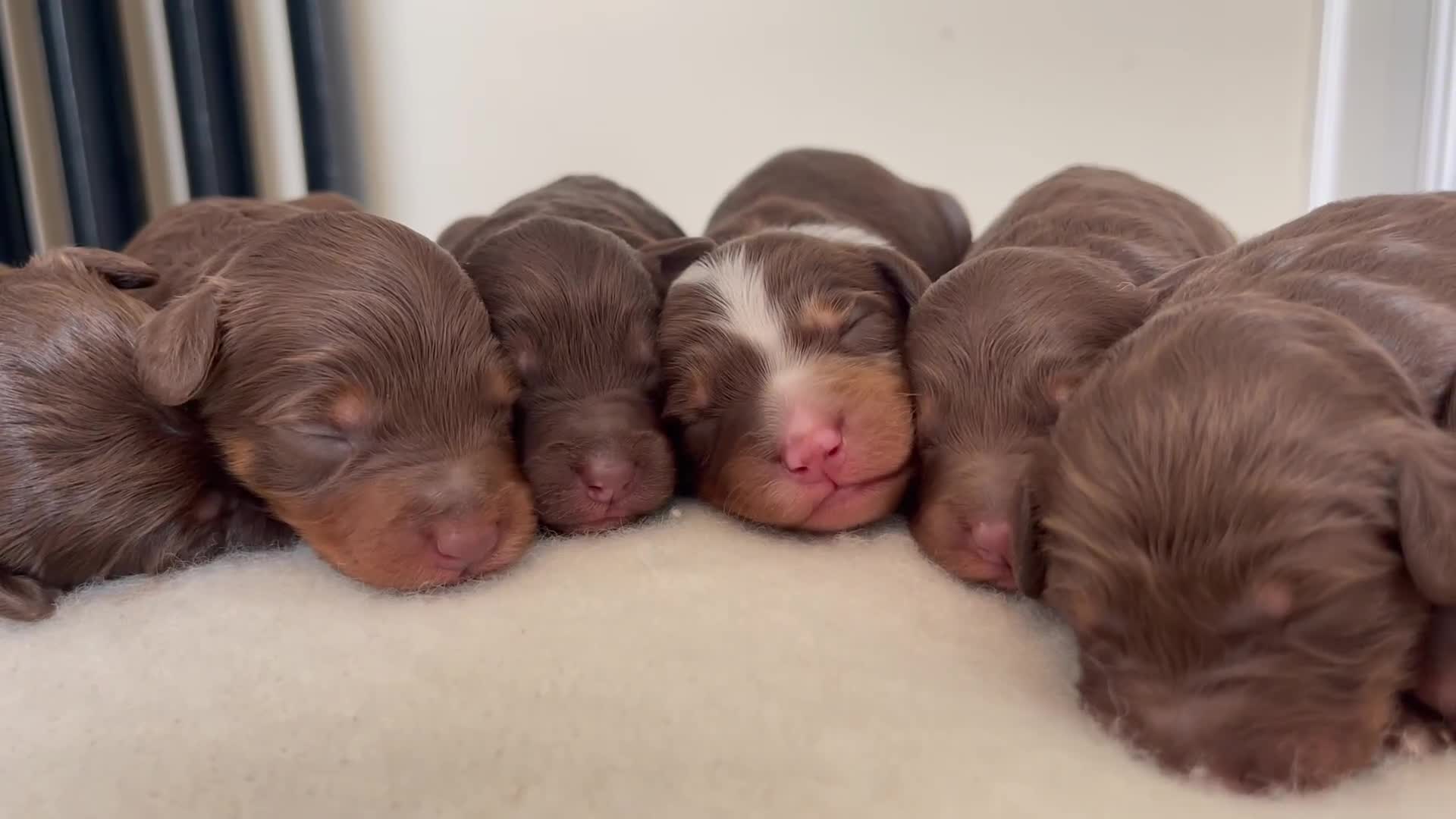 Bordoodle dogs for sale: OUTSTANDING *TRI COLOUR* MINIATURE BORDOODLES - Video 1
