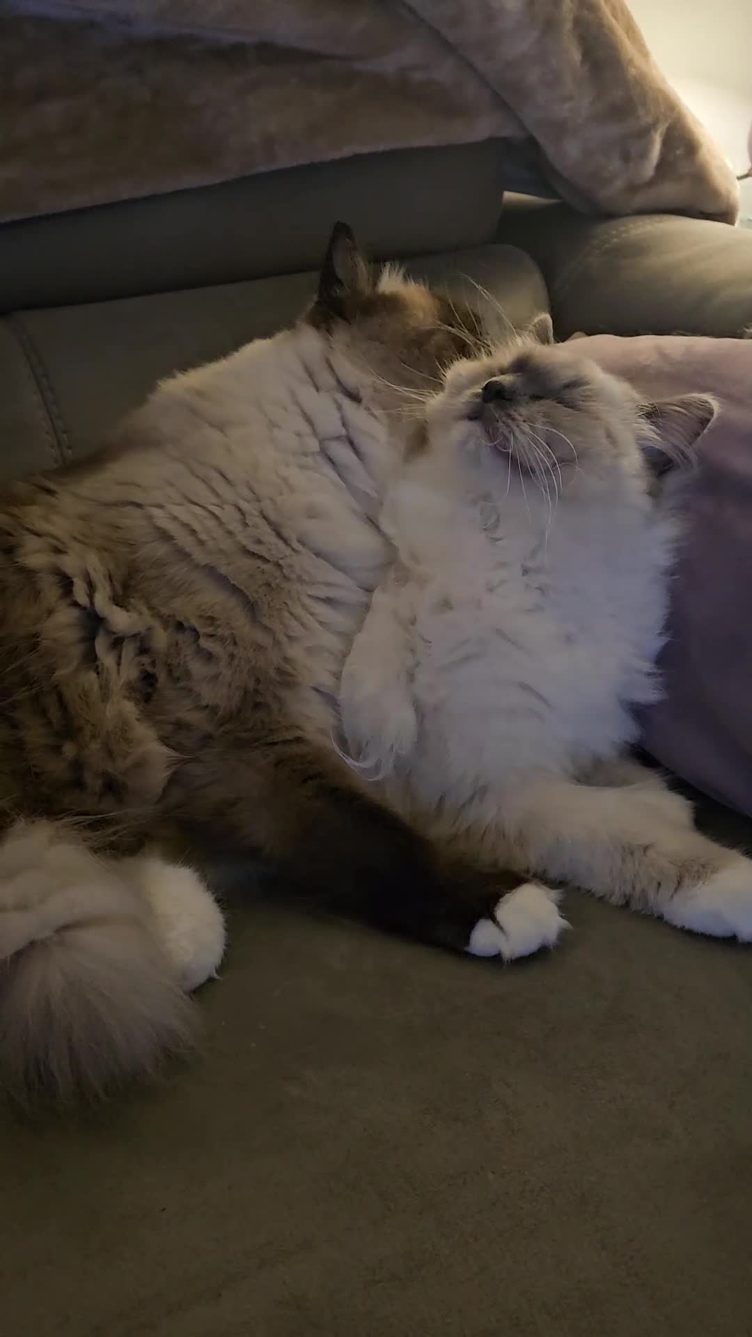 Ragdoll cats for sale: 💎 2 Exceptional Pedigree Ragdolls-young adults💎 - Video 2