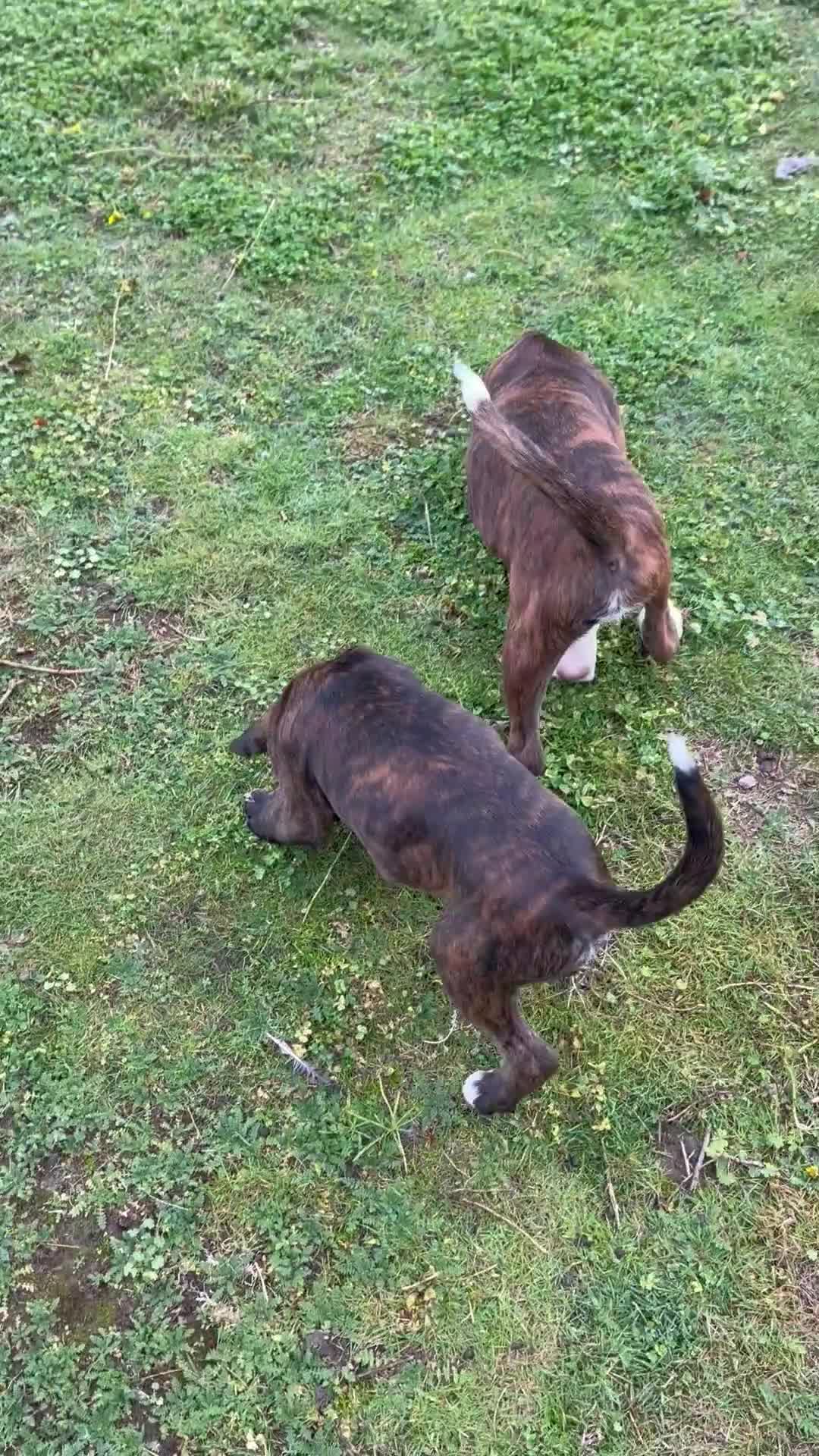 Boxer dogs for sale: Beautiful boxer puppies available  - Video 2