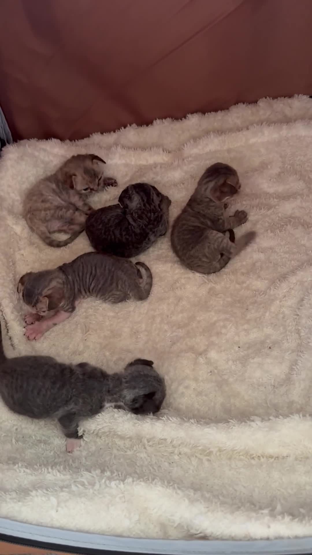 Devon Rex cats for sale: 2026 Devon Rex litters  - Video 1