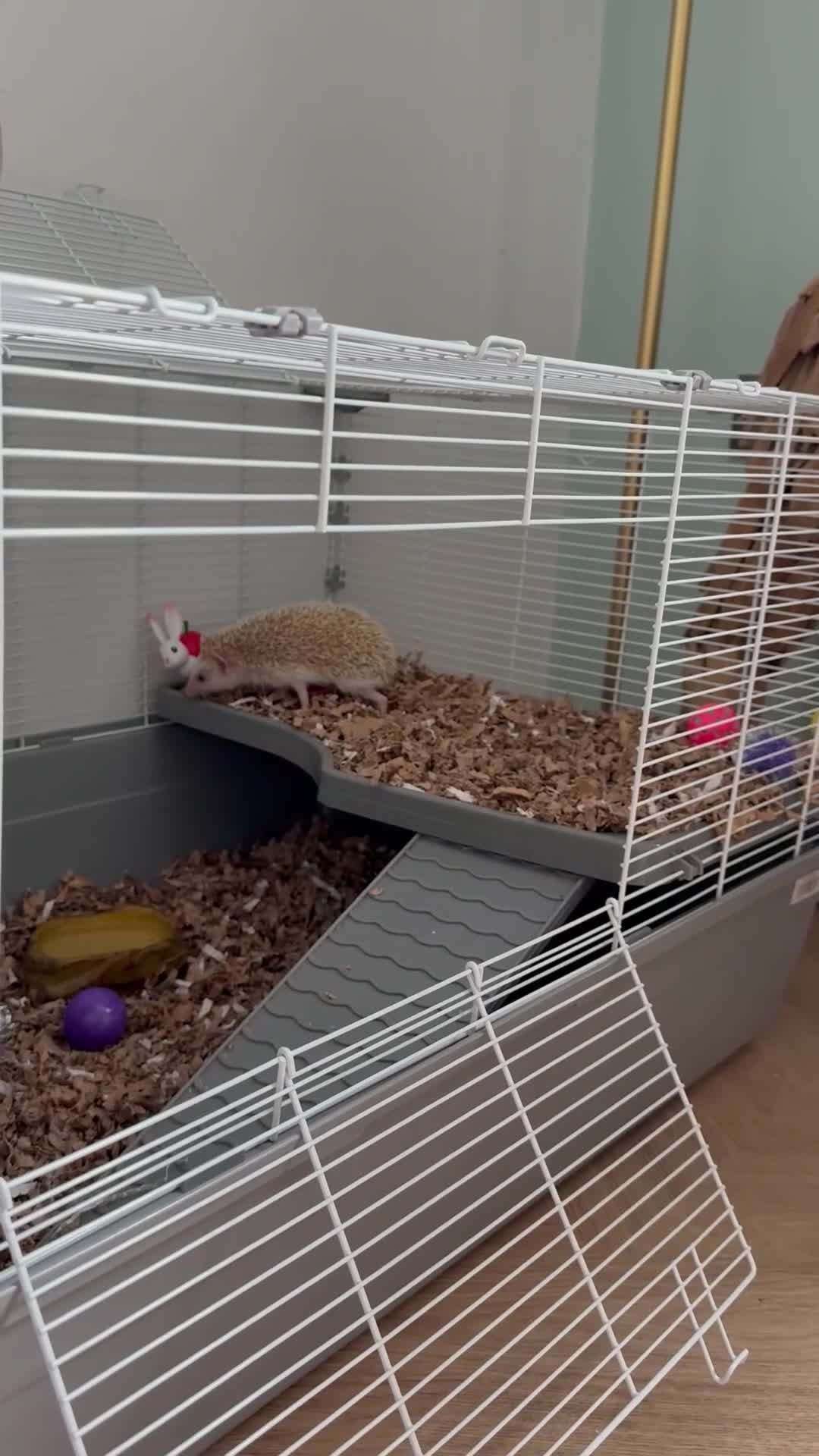 Pygmy Hedgehog rodents for sale: Albino Pygmy Hedgehog in Bury - Video 1