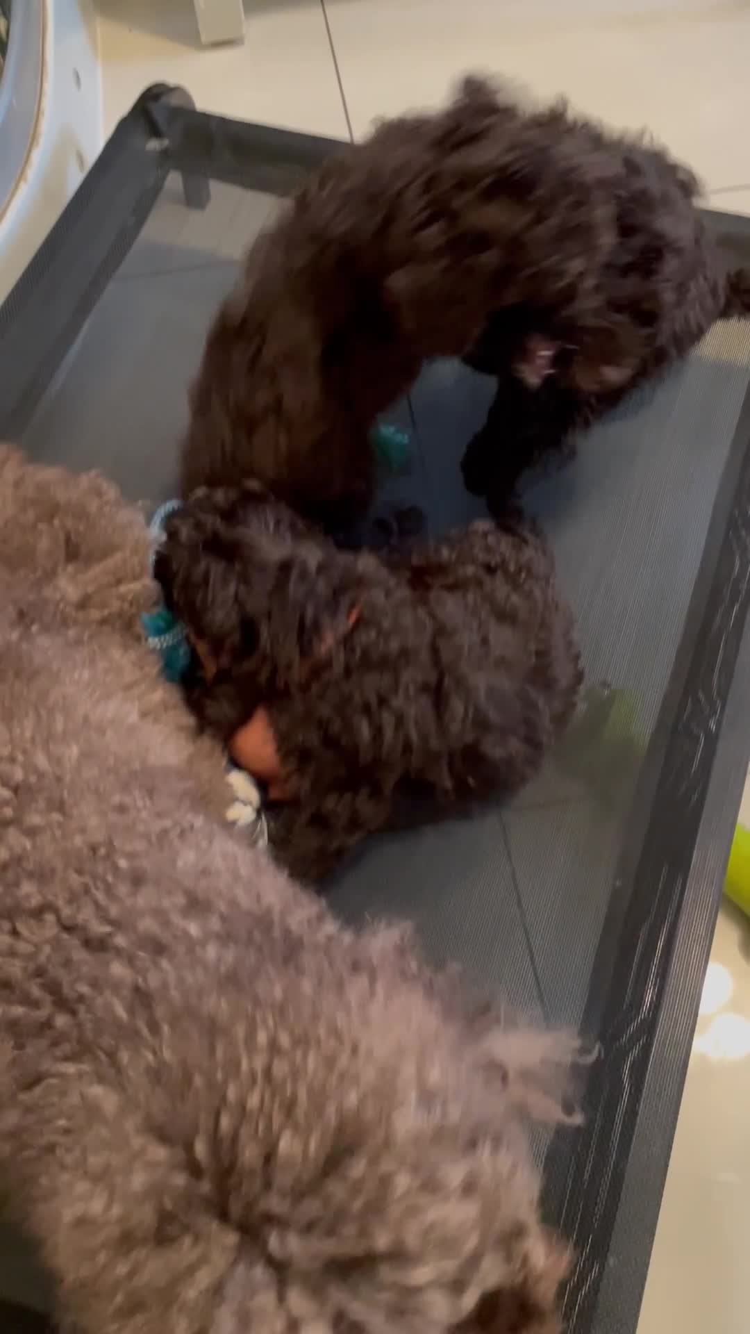 Miniature Poodle dogs for sale: Brown Poodle Puppies Ready Now. Chipped & Checked - Video 3