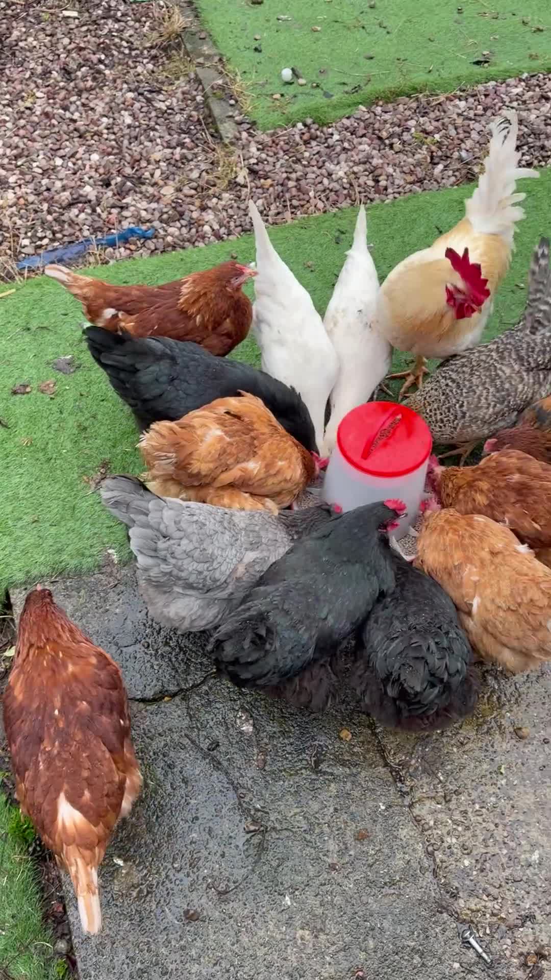 Chickens poultry for sale: chickens in Warrington - Video 1
