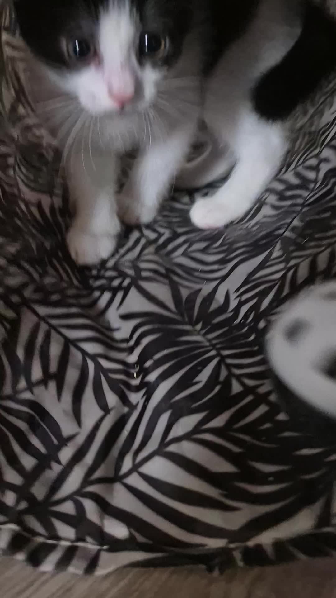 Mixed Breed cats for sale: Beautiful kittens  - Video 1