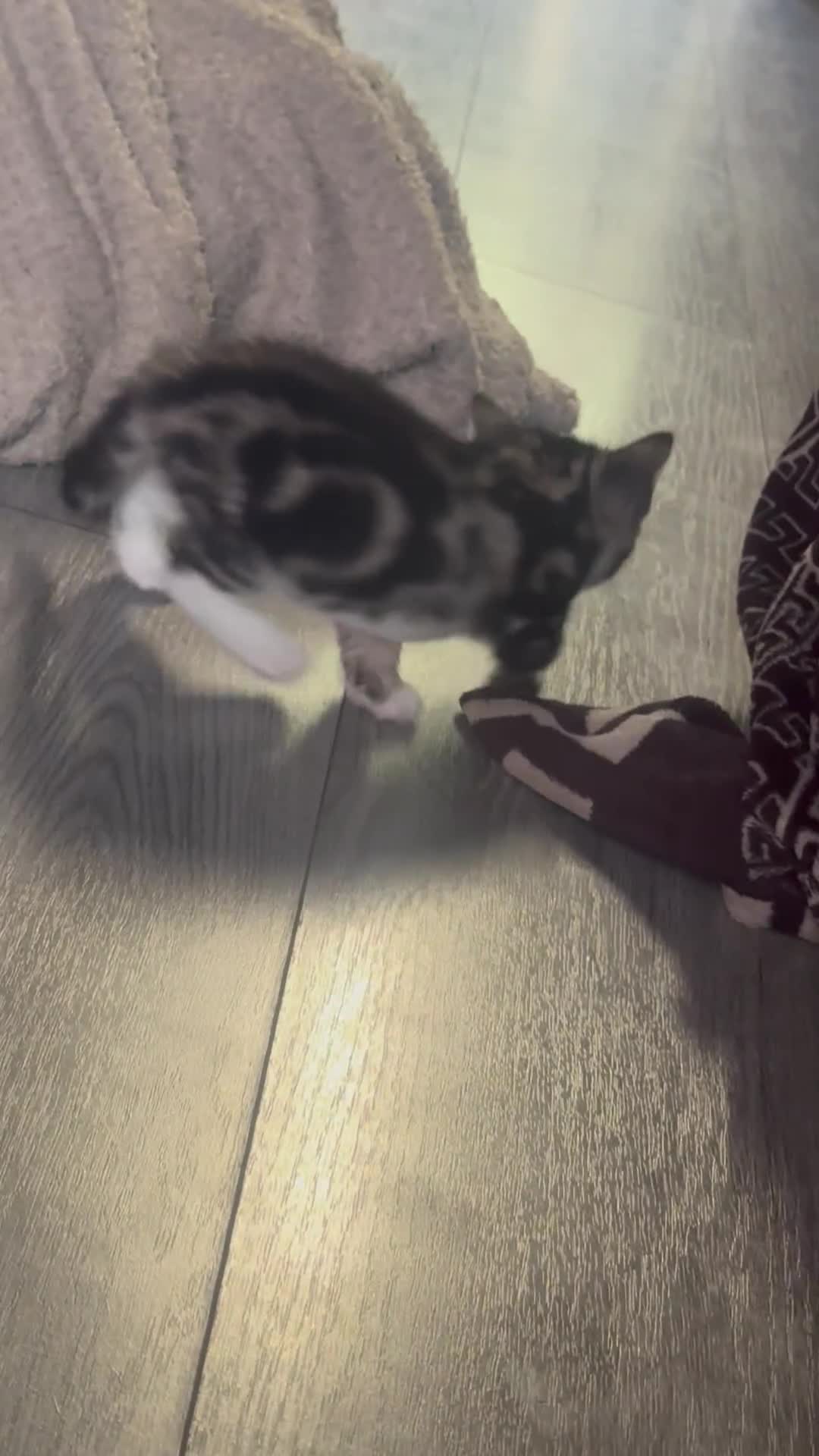 British Longhair cats for sale: two fluffy tabby’s🥹 - Video 1