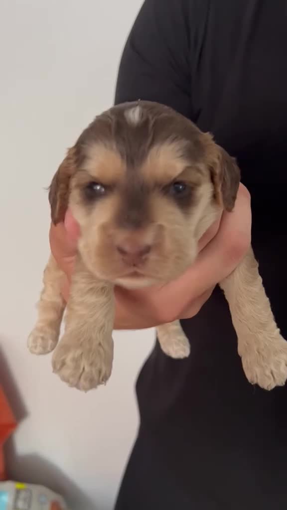 Cockapoo dogs for sale: F1 Cockapoo’s Health tested parents - Video 4
