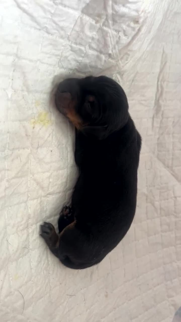 Miniature Dachshund dogs for sale: Dachshund puppies  - Video 3