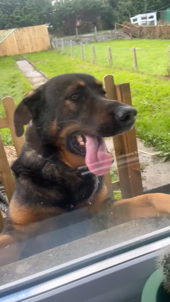 Mixed Breed dogs for sale: German Shephered cross  - Video 1