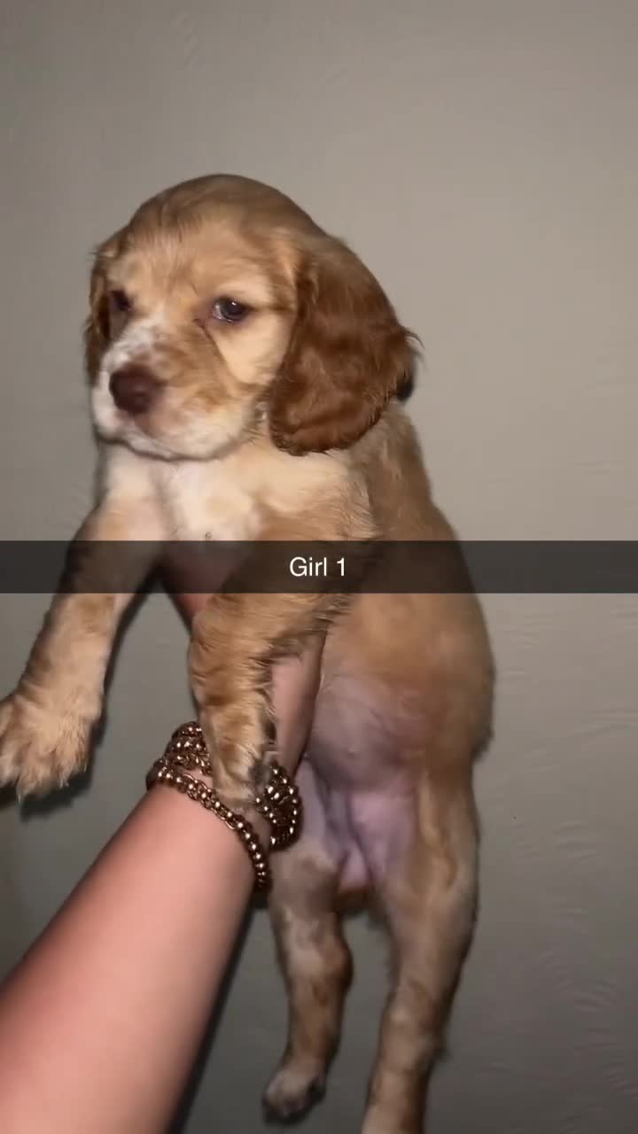 Cocker Spaniel dogs for sale: 2 cream and white cocker spaniel puppies - Video 1
