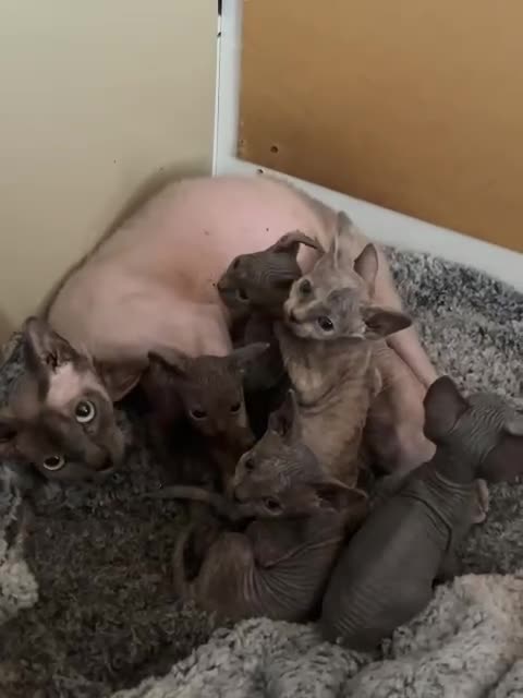 Sphynx cats for sale: 🌟Beautiful sphynx Ready for their new homes 🌟 - Video 1