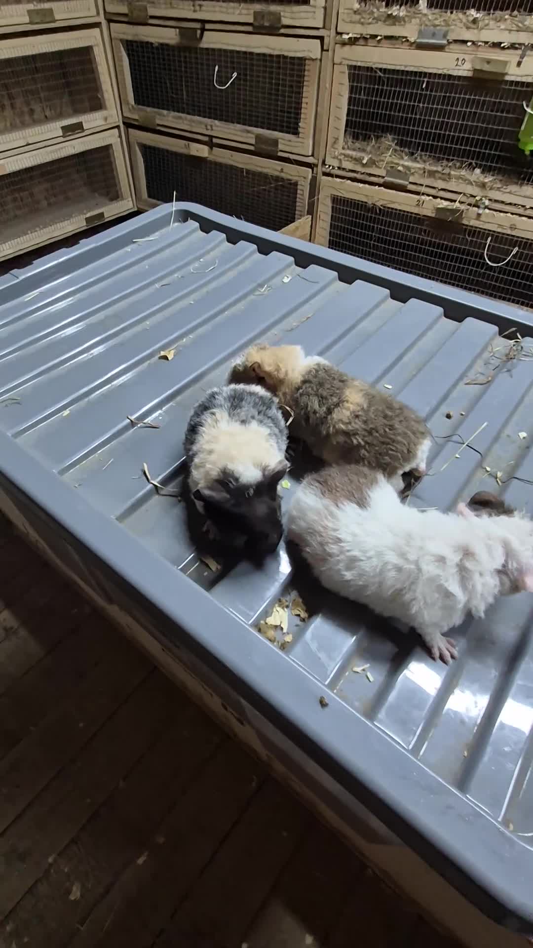 Guinea Pig rodents for sale: Teddy boys  - Video 3