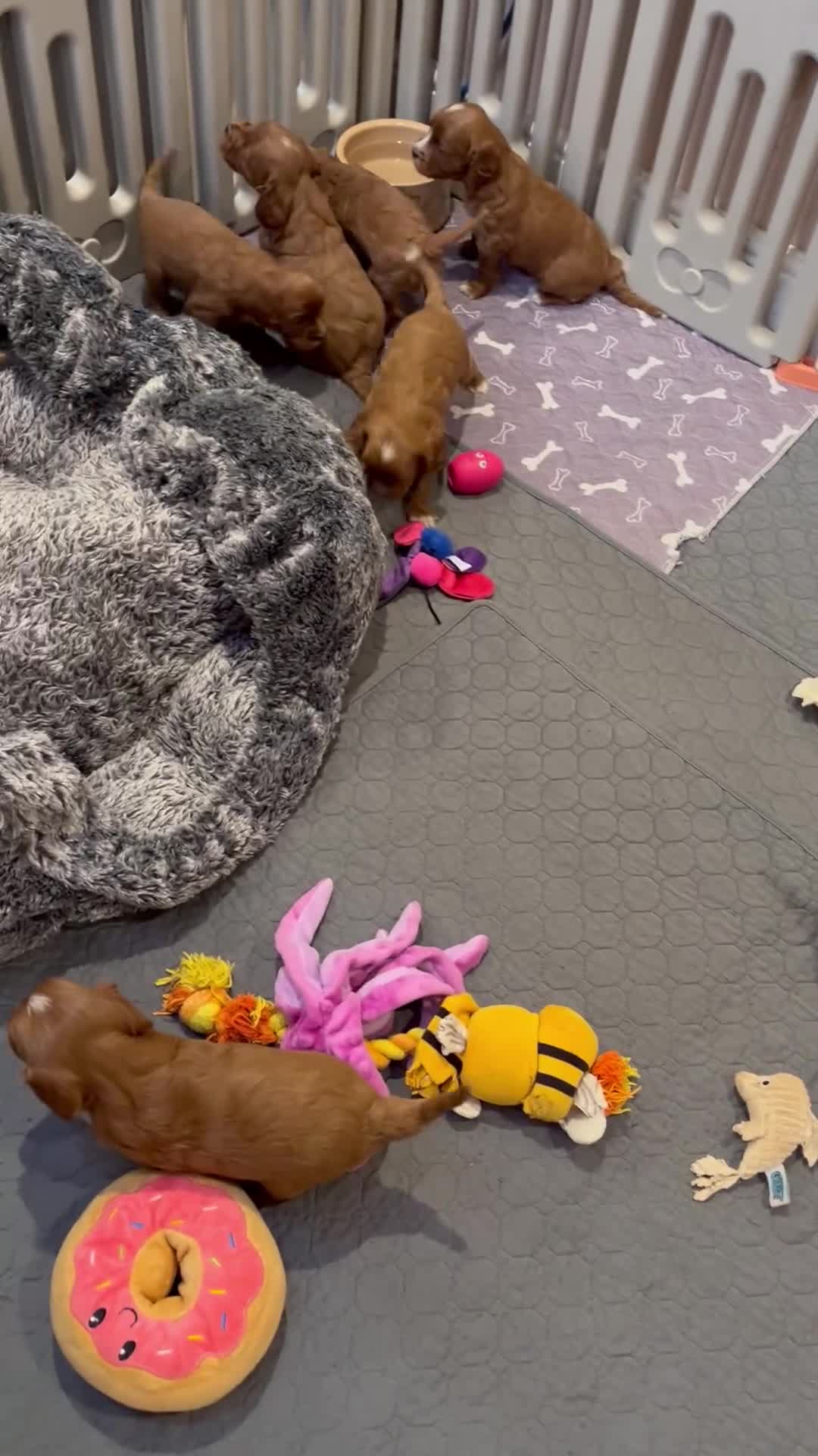 Cavapoo dogs for sale: Merlesque ⭐️⭐️⭐️⭐️⭐️F1 Cavapoos 200 DNA - Video 1