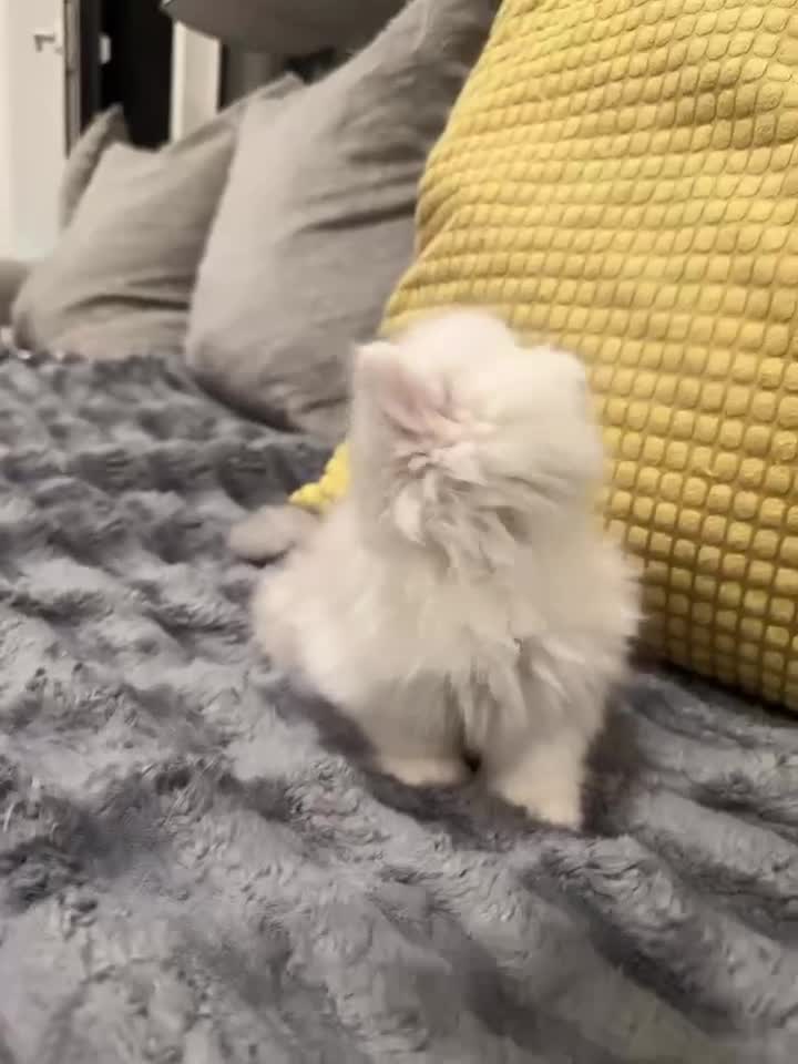 Munchkin cats for sale: Show-Quality Minuet Kittens – Rare in the UK - Video 1