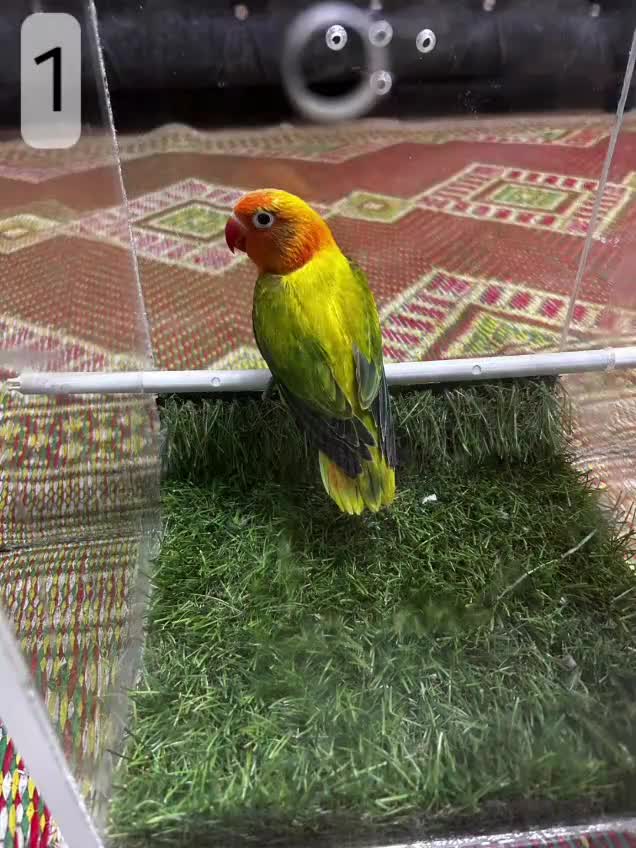 Lovebirds birds for sale: Beautiful Mutation fisher Lovebirds in Birmingham  - Video 1