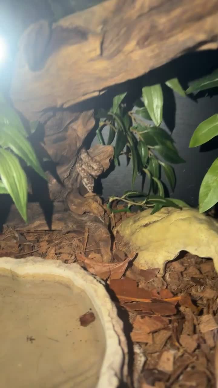 Python Snake reptiles for sale: Bredli python  in Saint Helens - Video 1