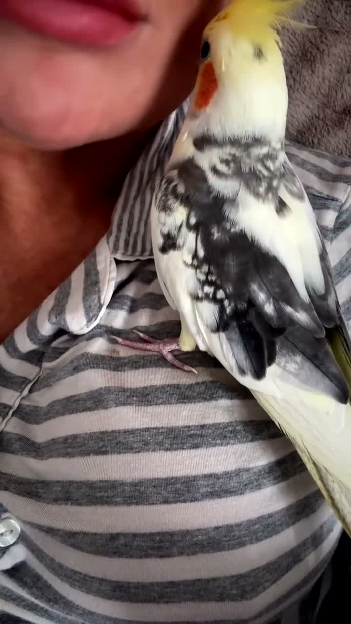Cockatiels birds for sale: Cockatiel male SILLY TAME! - Video 1