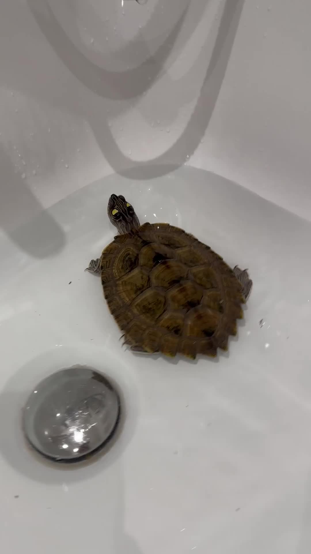 Turtle reptiles for sale: Map turtle  - Video 2