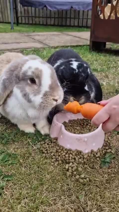 French Lop rabbits for sale: Lovely Pair of giant French lops in Market Drayton - Video 1