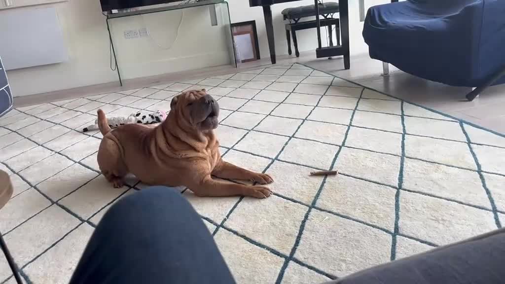 Shar Pei dogs for sale: Loving Shar Pei Looking for Her Forever Home - Video 2