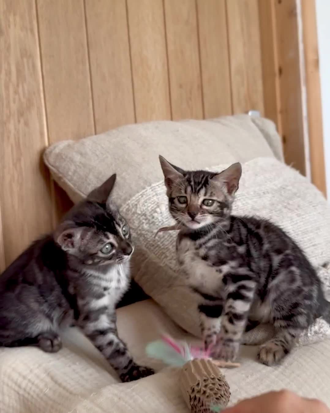 Bengal cats for sale: Rare Glitter Pedigree Bengal Female - Show Quality - Video 5