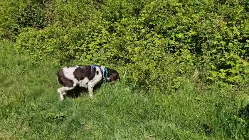 Brittany Spaniel dogs for adoption: Bear, a handsome Brittany - Video 2
