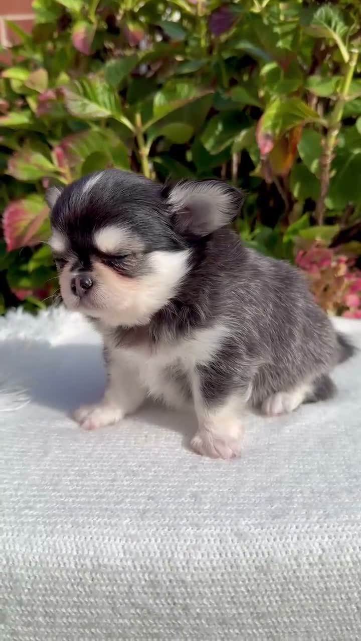 Chihuahua dogs for sale: 🤎🐾🖤Exotic LC RKC Husky Marking Boys🖤🐾🤎 - Video 3