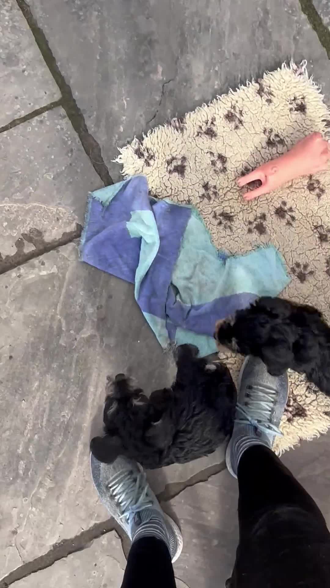 Mixed Breed dogs for sale: F1 MINI SCHNOODLE PUPPIES  - Video 1