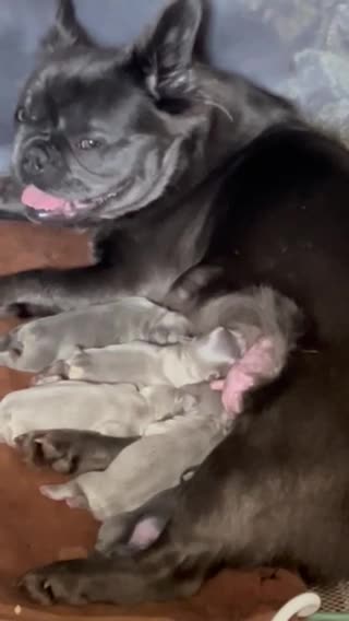 French Bulldog dogs for stud: FLUFFY LILAC TAN FRENCH BULLDOG CARYING TESTABLE in Haywards Heath - Video 1