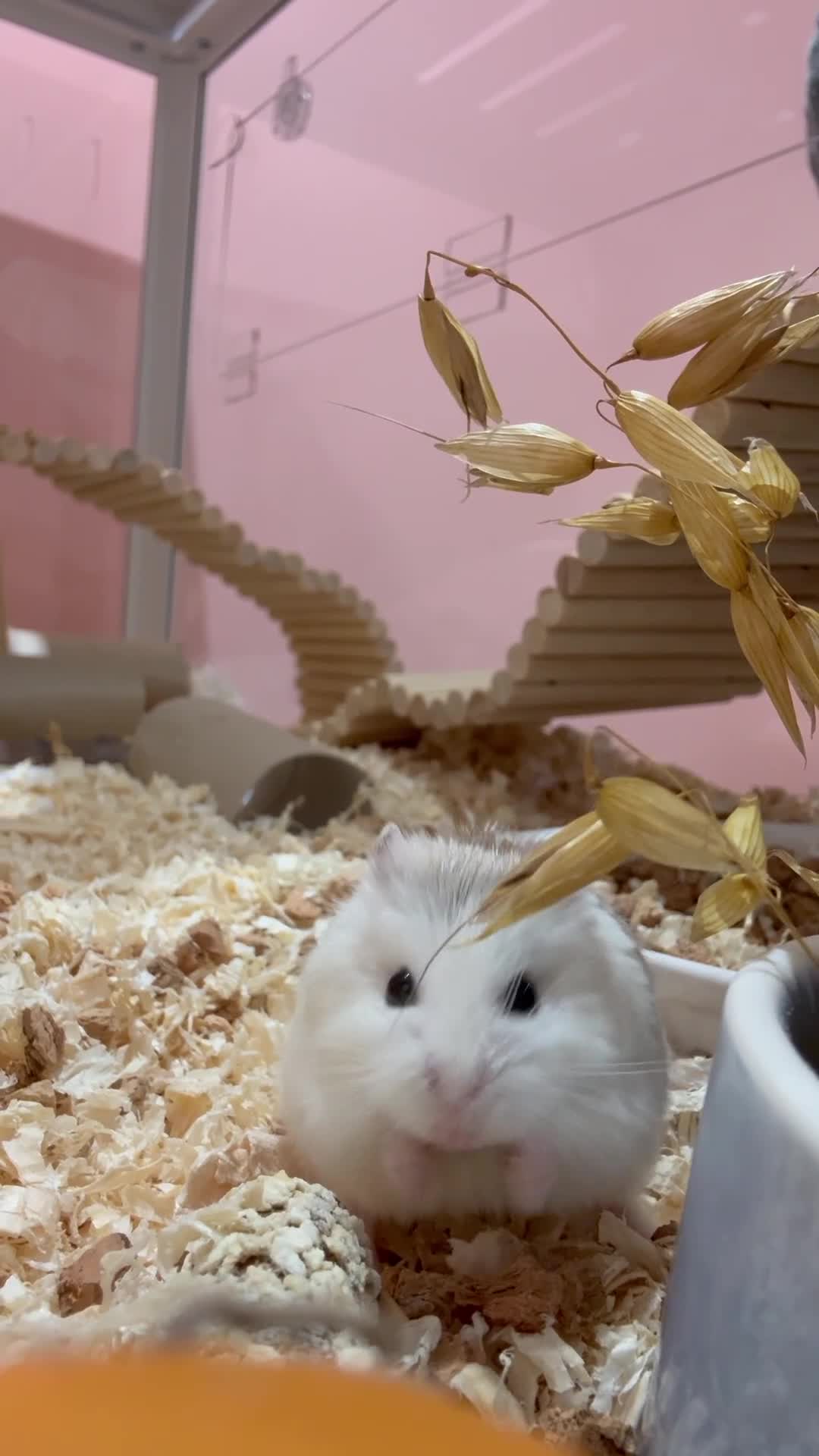 Hamster rodents for sale: Robo Hamster with two bucastate enclosures in Llanelli - Video 2