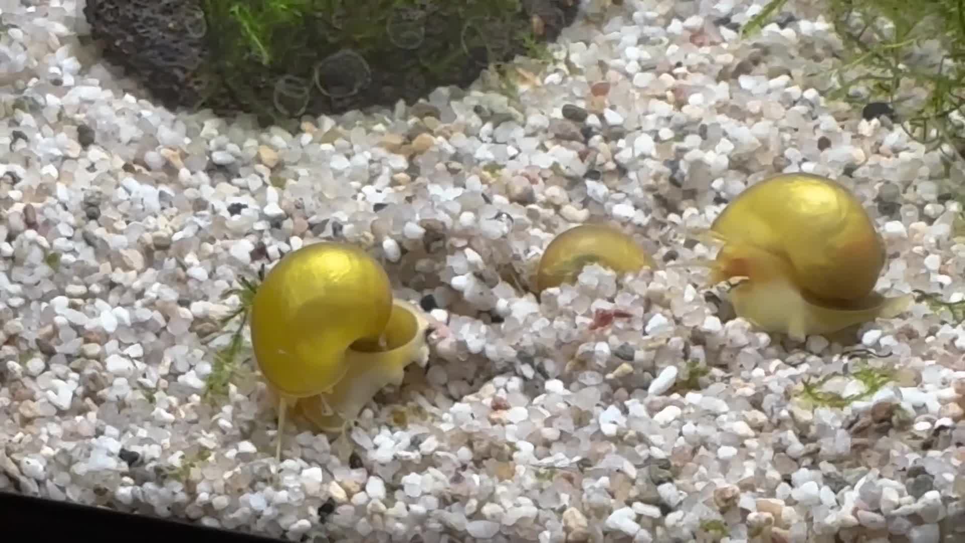 Snails fish for sale: Golden Apple Snails & Moss Balls  - Video 1